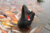 Триптих «Пекин – Лицзян – Чэнду»