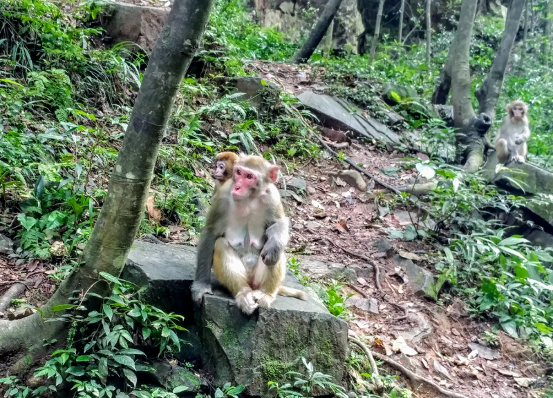 Дневник путешественника Китай 2018 (Shanghai-Zhangjiajie-Furong-Fenghuang-Wulingyuan-Zhangjiajie National Forest Park-Hangzhou-Shanghai)