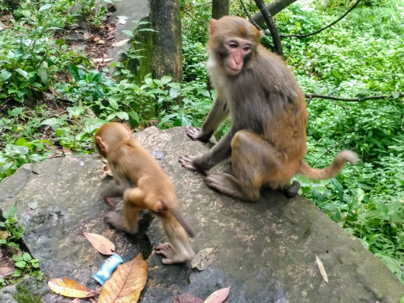 Дневник путешественника Китай 2018 (Shanghai-Zhangjiajie-Furong-Fenghuang-Wulingyuan-Zhangjiajie National Forest Park-Hangzhou-Shanghai)