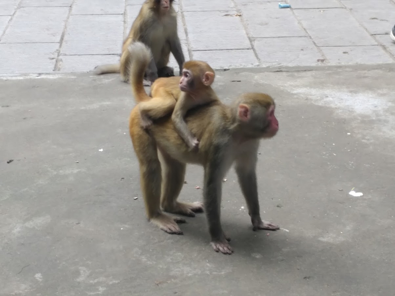 Дневник путешественника Китай 2018 (Shanghai-Zhangjiajie-Furong-Fenghuang-Wulingyuan-Zhangjiajie National Forest Park-Hangzhou-Shanghai)