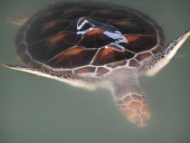 Пишу отчетик о Таиланде.