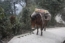 Триптих «Пекин – Лицзян – Чэнду»