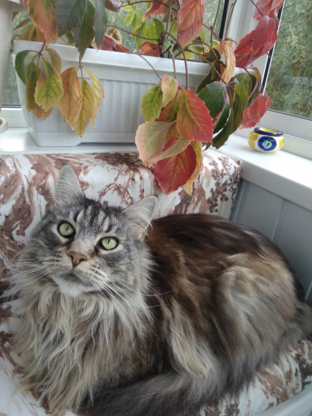 Кошки в нашей жизни. Кошки и все, что с ними связано.