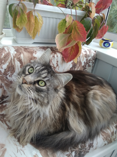 Кошки в нашей жизни. Кошки и все, что с ними связано.