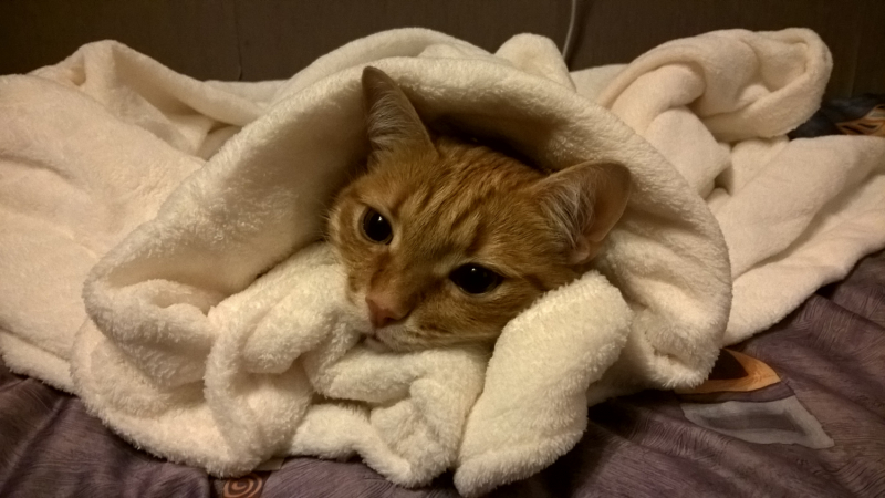 Кошки в нашей жизни. Кошки и все, что с ними связано.