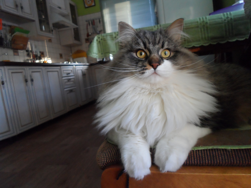 Кошки в нашей жизни. Кошки и все, что с ними связано.