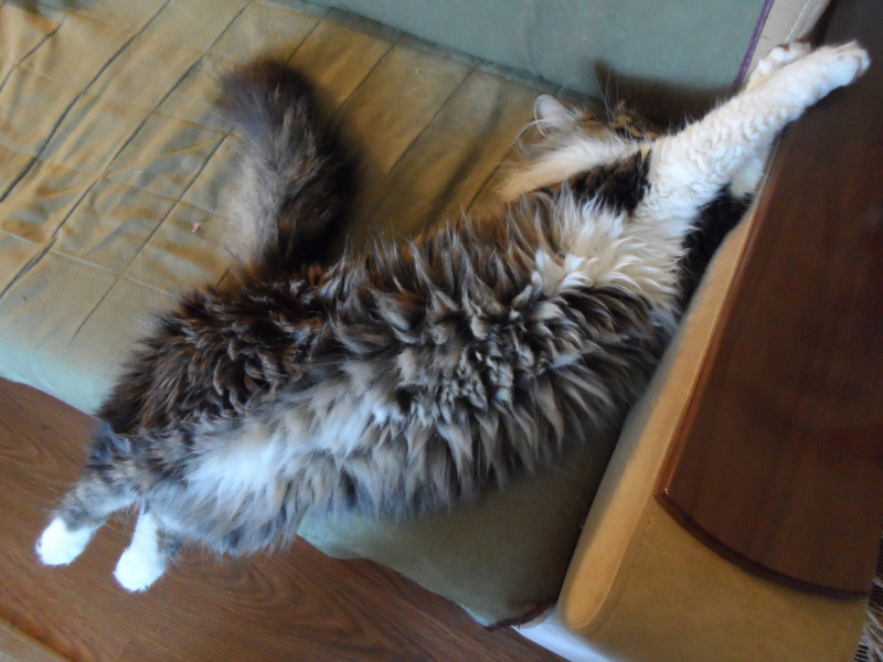 Кошки в нашей жизни. Кошки и все, что с ними связано.