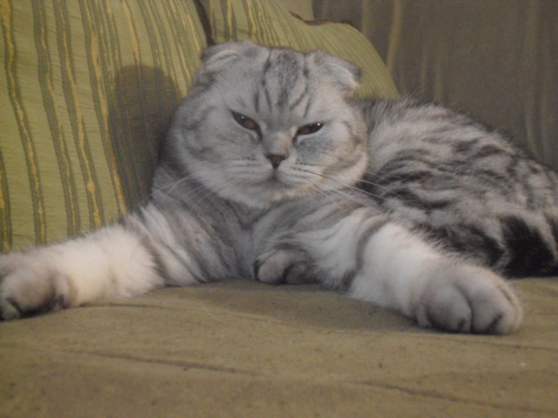 Кошки в нашей жизни. Кошки и все, что с ними связано.