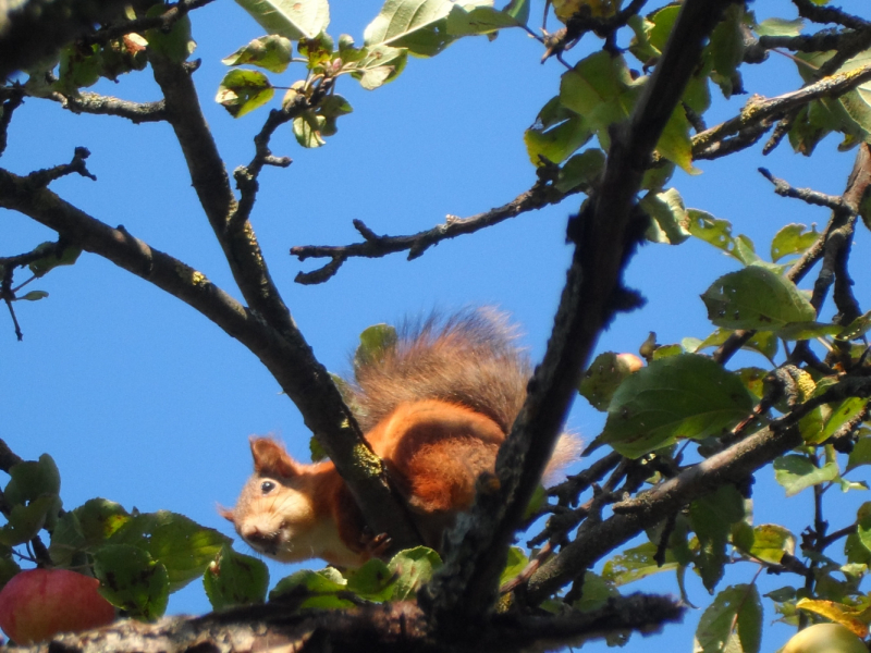 Кошки в нашей жизни. Кошки и все, что с ними связано.
