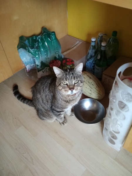 Кошки в нашей жизни. Кошки и все, что с ними связано.