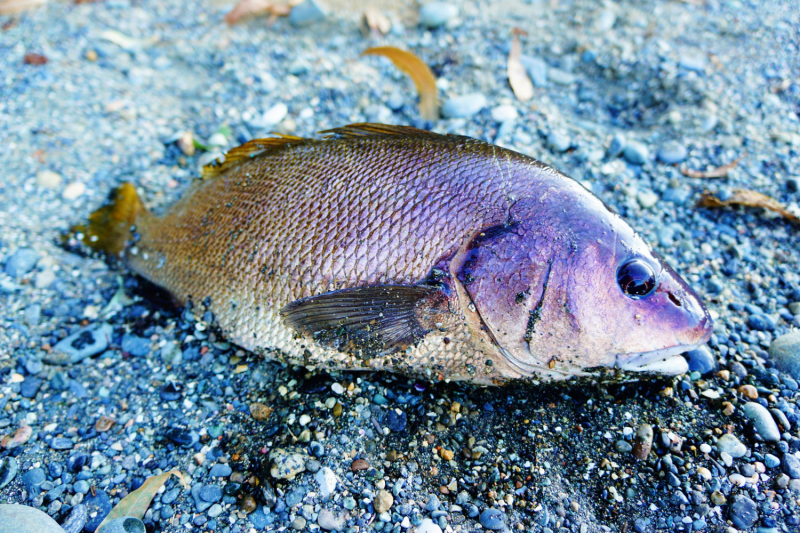 Куда еще в Абхазии можно проехать на неполноприводном автомобиле (обновления от сентября 2019 года).