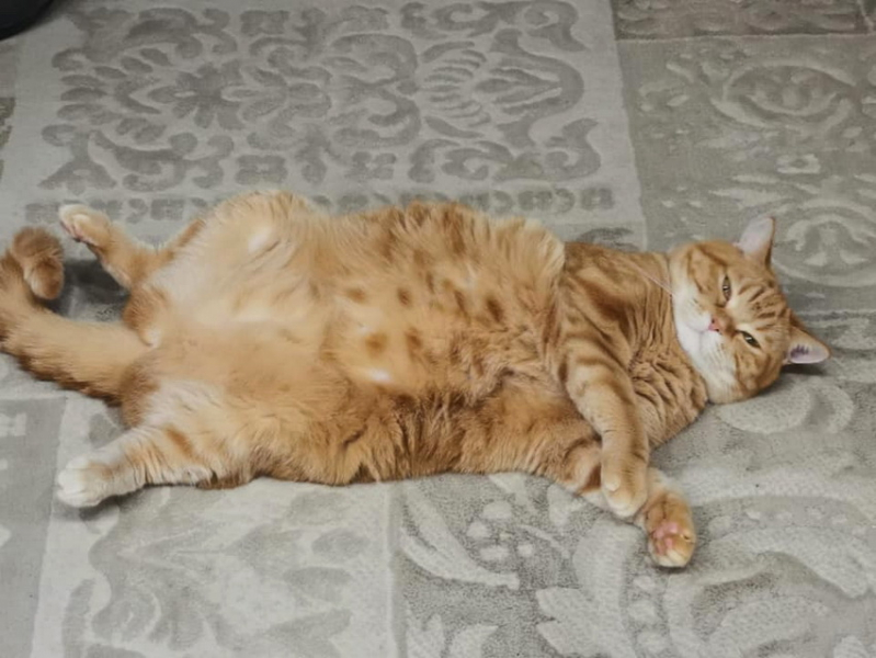 Кошки в нашей жизни. Кошки и все, что с ними связано.