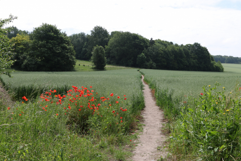 Один день по Via Francigena: Canterbury-Dover