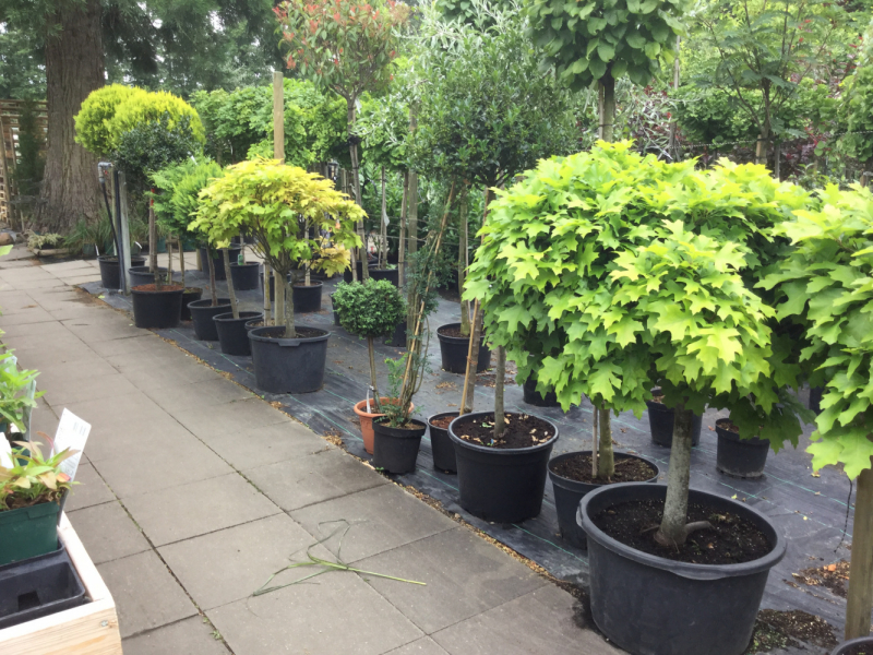 Мистер Чукен’с холлидей