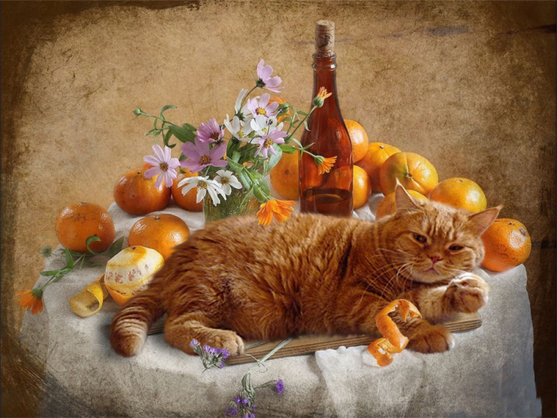 Кошки в нашей жизни. Кошки и все, что с ними связано.