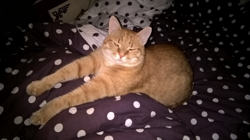 Кошки в нашей жизни. Кошки и все, что с ними связано.