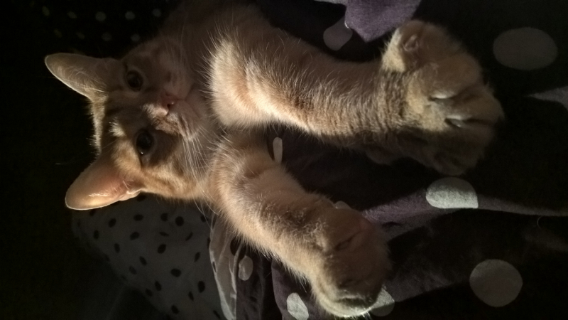 Кошки в нашей жизни. Кошки и все, что с ними связано.