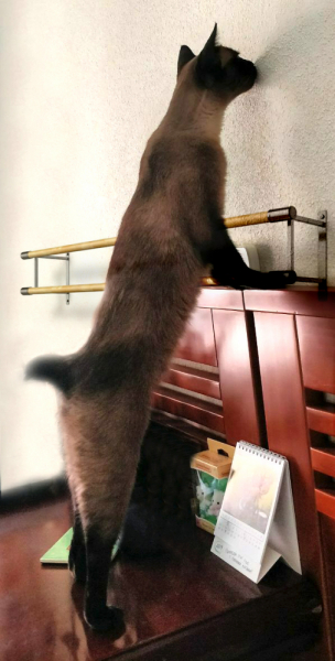 Кошки в нашей жизни. Кошки и все, что с ними связано.