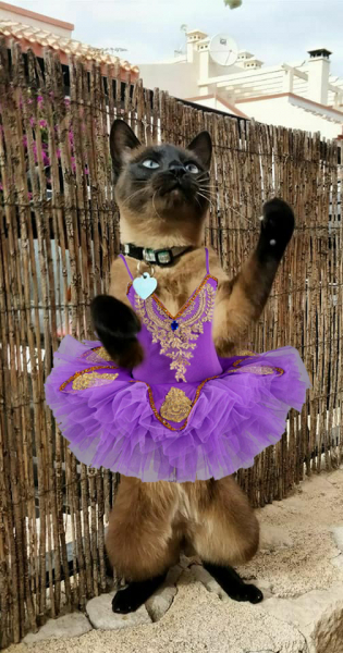 Кошки в нашей жизни. Кошки и все, что с ними связано.