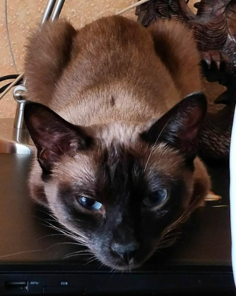 Кошки в нашей жизни. Кошки и все, что с ними связано.