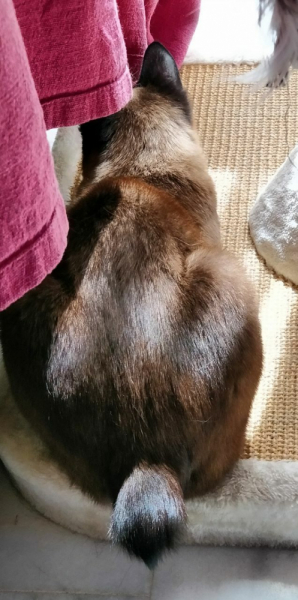 Кошки в нашей жизни. Кошки и все, что с ними связано.