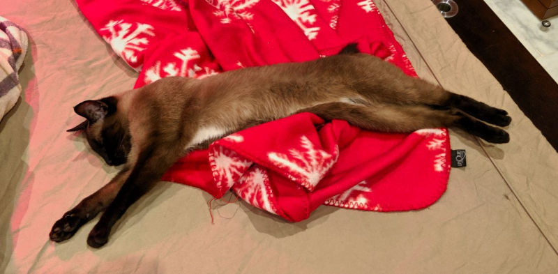 Кошки в нашей жизни. Кошки и все, что с ними связано.