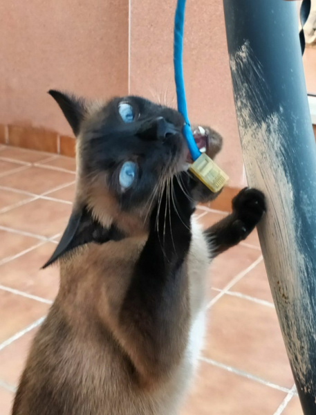 Кошки в нашей жизни. Кошки и все, что с ними связано.