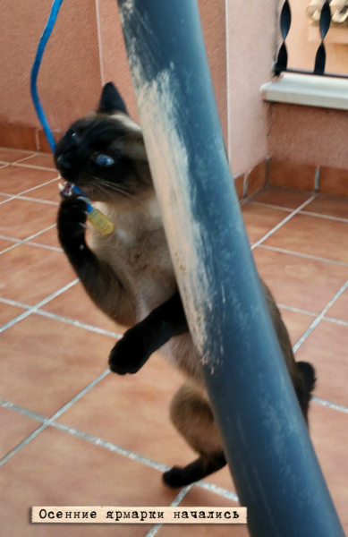 Кошки в нашей жизни. Кошки и все, что с ними связано.