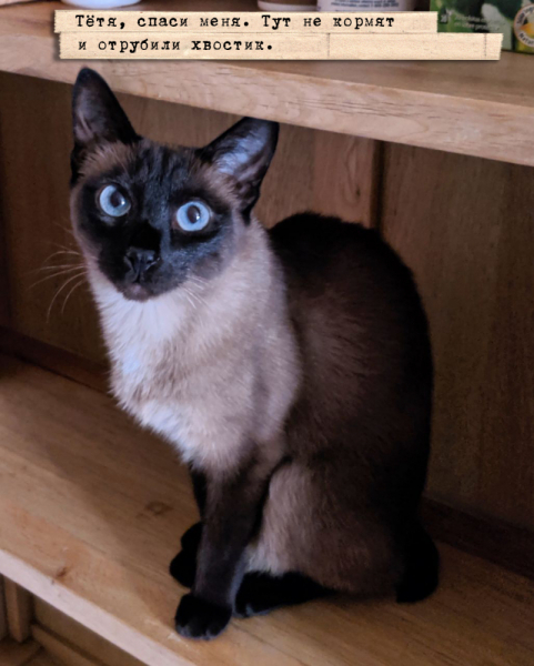 Кошки в нашей жизни. Кошки и все, что с ними связано.