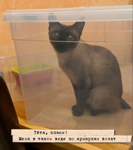 Кошки в нашей жизни. Кошки и все, что с ними связано.