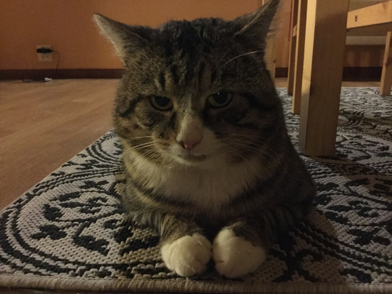 Мистер Чукен’с холлидей