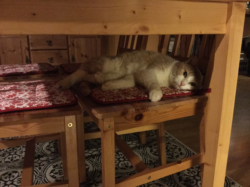 Мистер Чукен’с холлидей