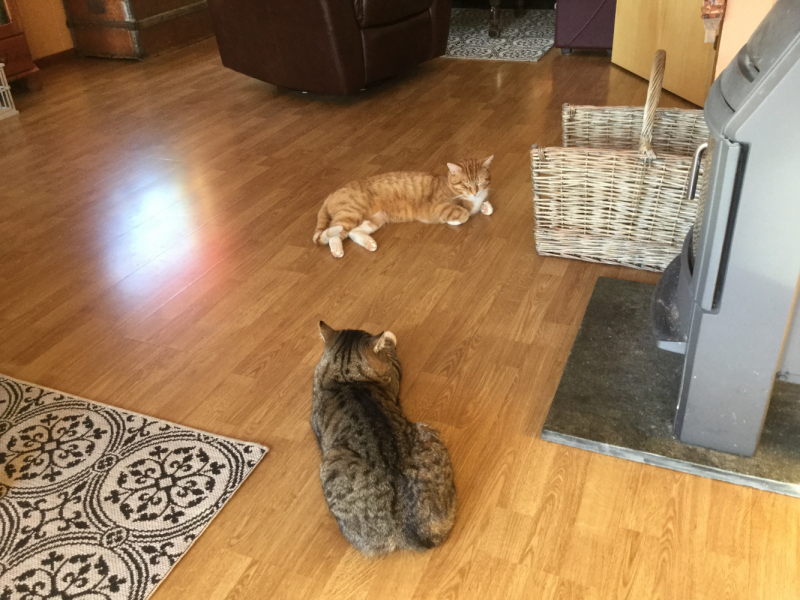 Мистер Чукен’с холлидей