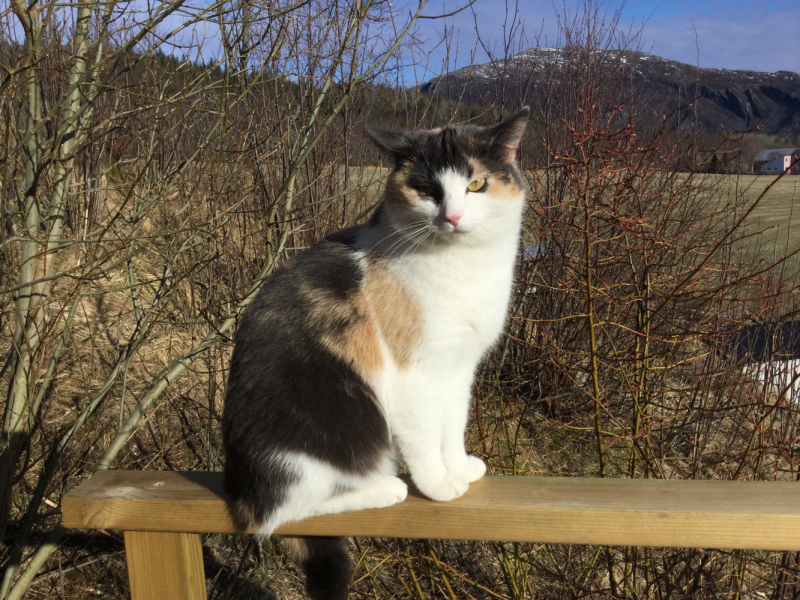 Мистер Чукен’с холлидей