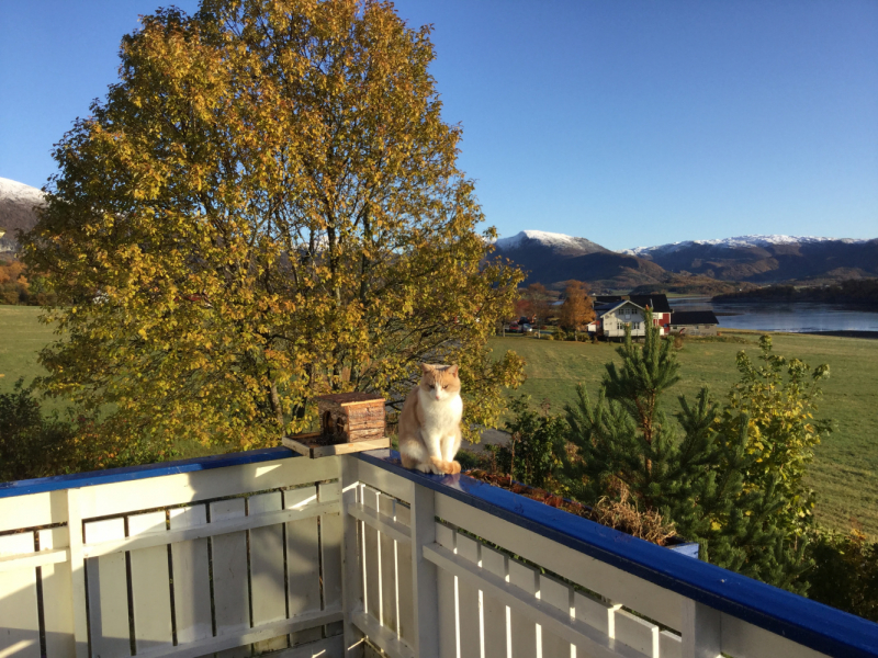 Мистер Чукен’с холлидей