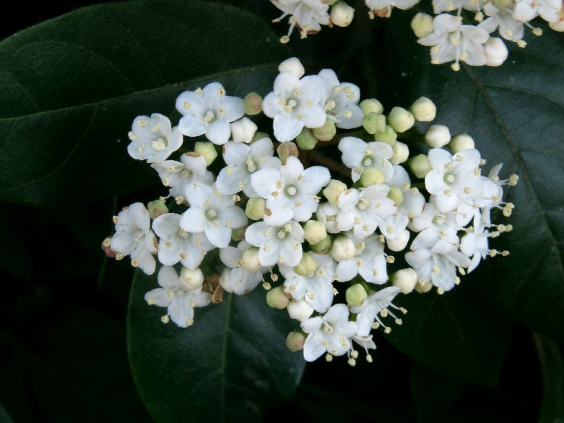 Вот мы и в Италии. Несбыточные мечты и осуществленная реальность. Бергамо-Милан-Рим и карнавал в Венеции 2019