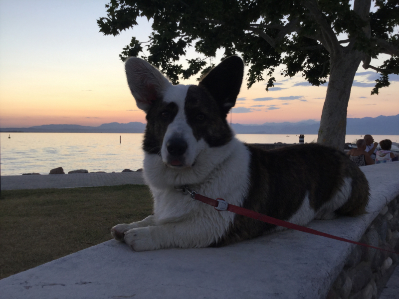 Мистер Чукен’с холлидей