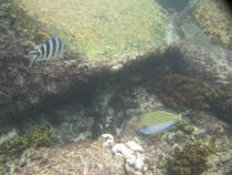 Подводный мир Сейшел 2010