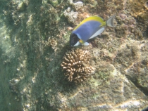 Подводный мир Сейшел 2010