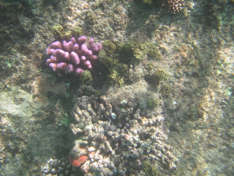 Подводный мир Сейшел 2010