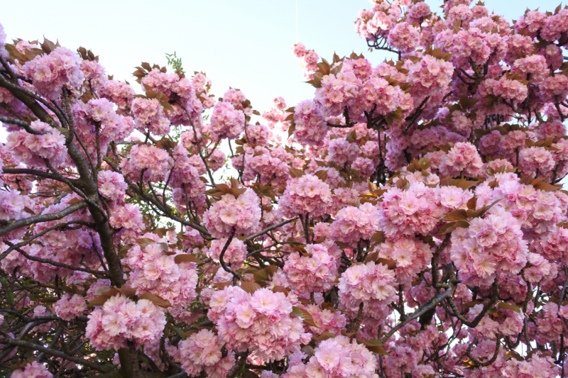 Весна в Стране Басков, Нор-Па-де-Кале и Париже