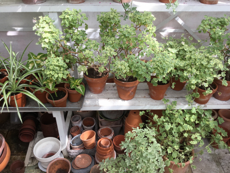 Мистер Чукен’с холлидей