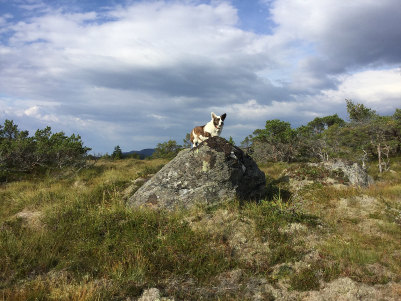 Мистер Чукен’с холлидей