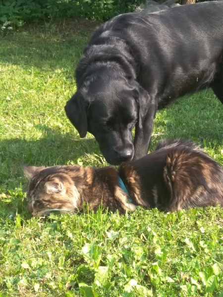 Кошки в нашей жизни. Кошки и все, что с ними связано.