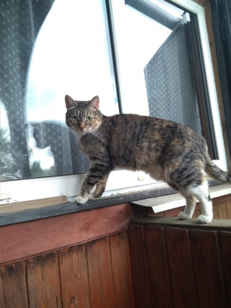 Кошки в нашей жизни. Кошки и все, что с ними связано.