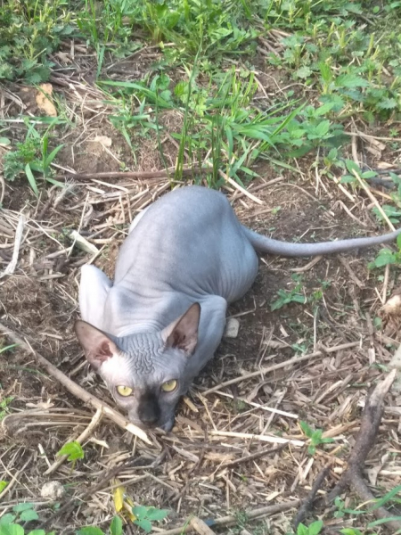Кошки в нашей жизни. Кошки и все, что с ними связано.