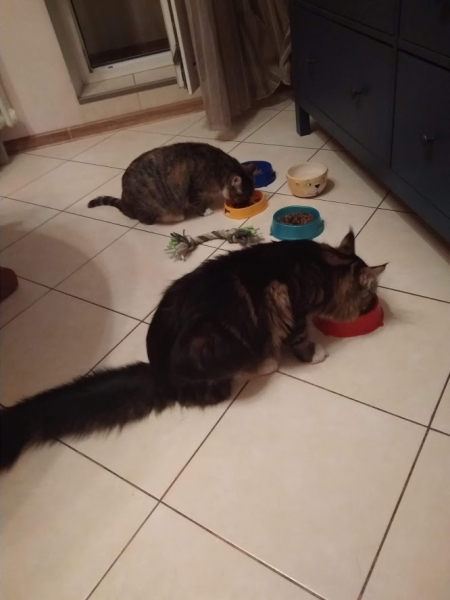 Кошки в нашей жизни. Кошки и все, что с ними связано.