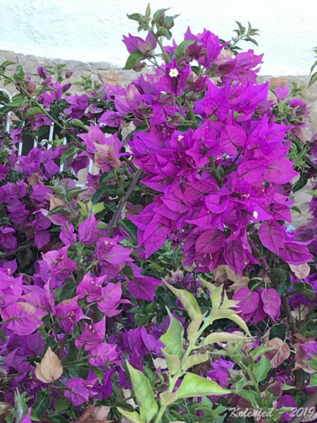 «Что-то пошло не так» – автотрип по Европе-2019, вопреки обстоятельствам.