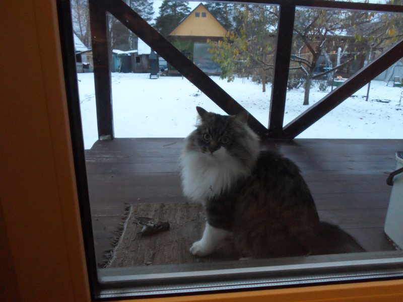 Кошки в нашей жизни. Кошки и все, что с ними связано.