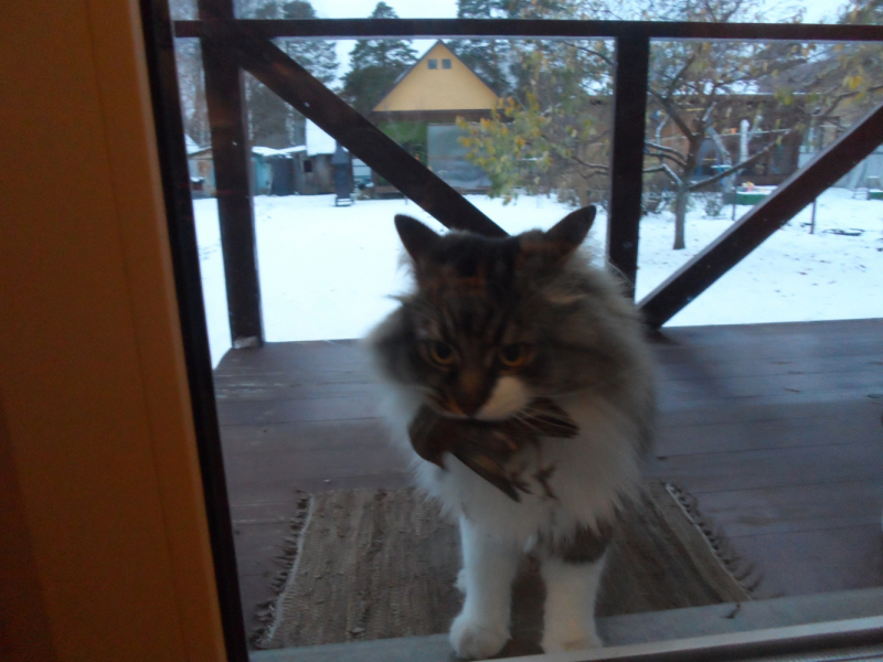 Кошки в нашей жизни. Кошки и все, что с ними связано.